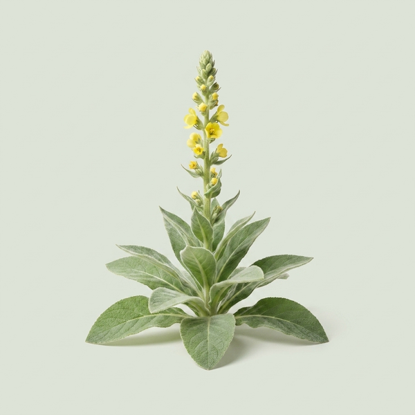 Mullein