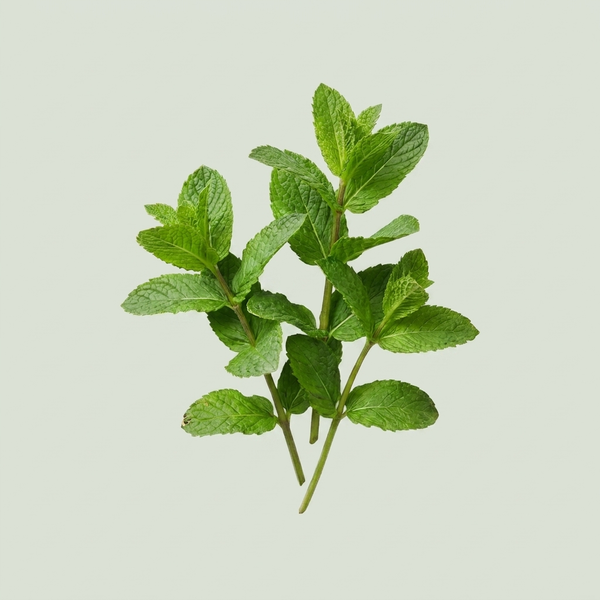 Peppermint